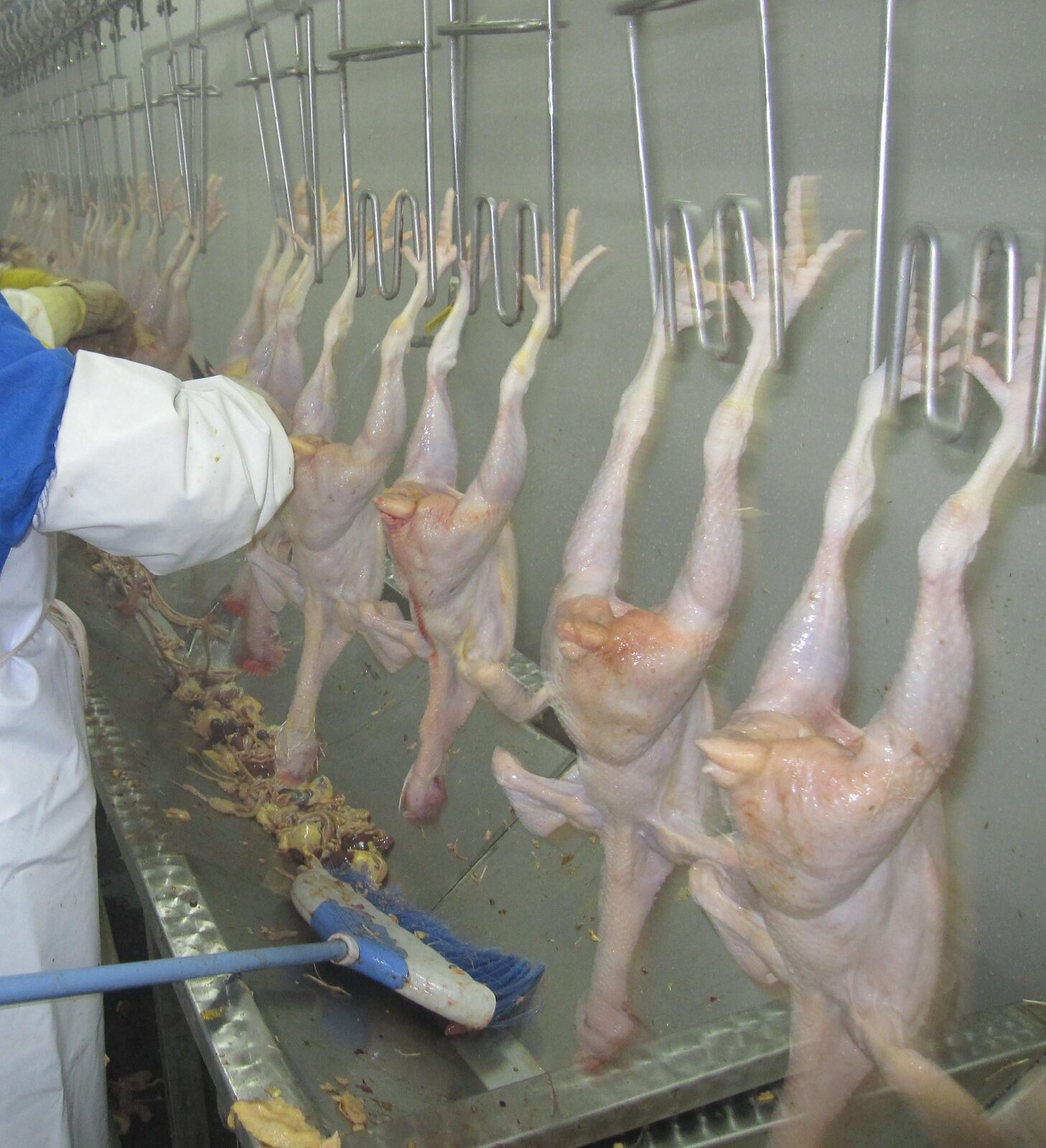 Day-old broiler chicks at a Frembu brooding facility