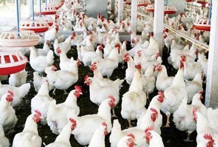 Broiler chickens at a Frembu poultry house