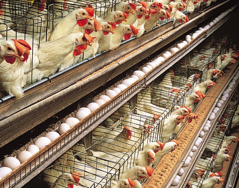 Rows of laying hens producing eggs at a Frembu layer house