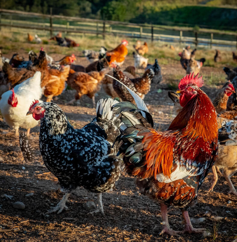 Roosters and hens at Frembu Poultry Farm