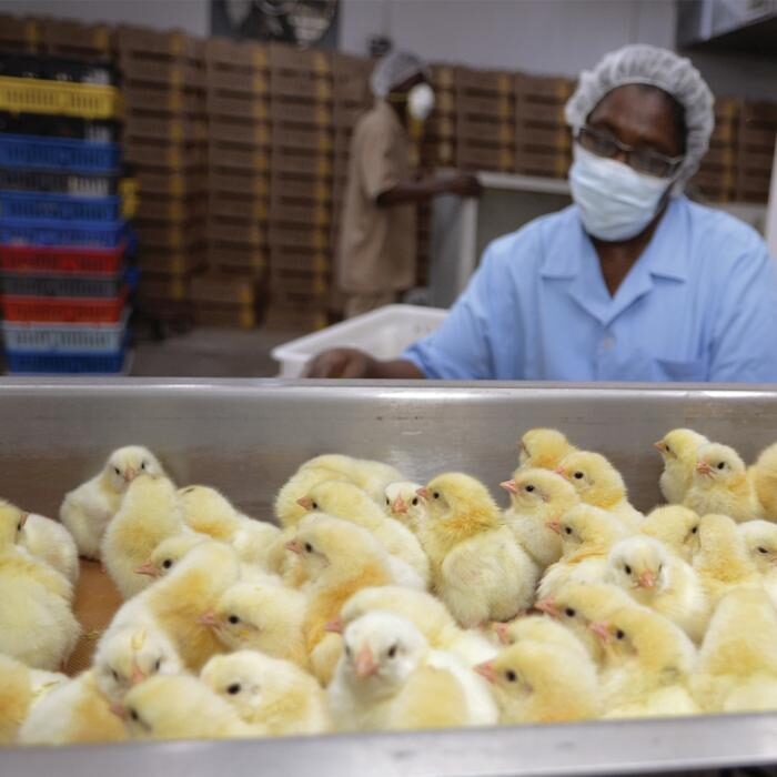 Frembu staff sorting chicks under quality control
